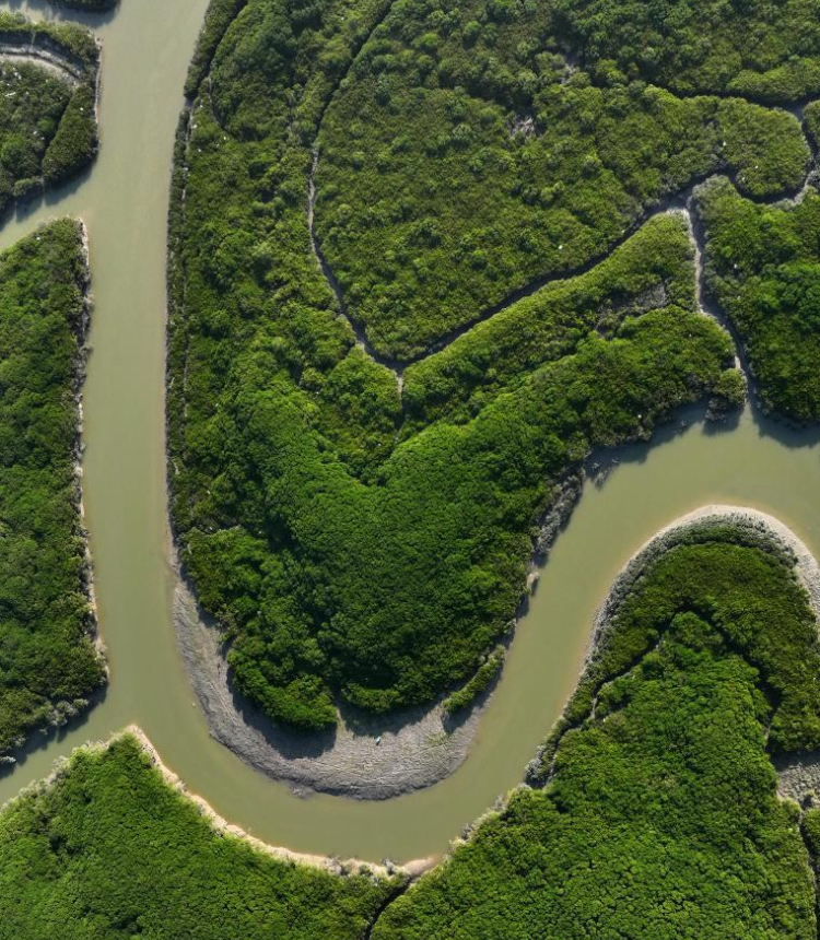 This aerial photo taken on Feb. 2, 2023 shows the scenery of a mangrove national nature reserve in the Zhangjiang River estuary, southeast China's Fujian Province.  Photo: Xinhua