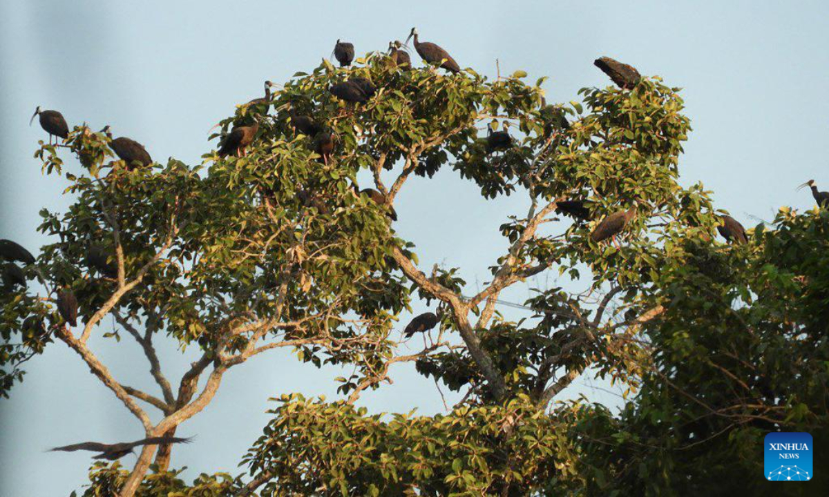 This undated photo shows white-shouldered ibis sitting in a tree in the Siem Pang Wildlife Sanctuary in Stung Treng province, Cambodia. Photo:Xinhua