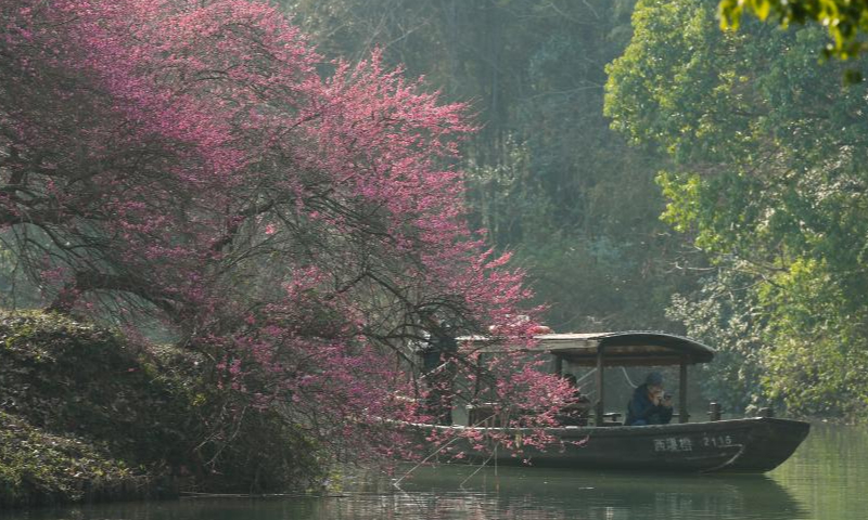 Tourists enjoy plum blossoms by boat in the Xixi National Wetland Park in Hangzhou, east China's Zhejiang Province, on Feb. 18, 2023. As temperatures rise, more than 20,000 plum trees are in full bloom in the Xixi National Wetland Park, attracting crowds of tourists. Photo: Xinhua