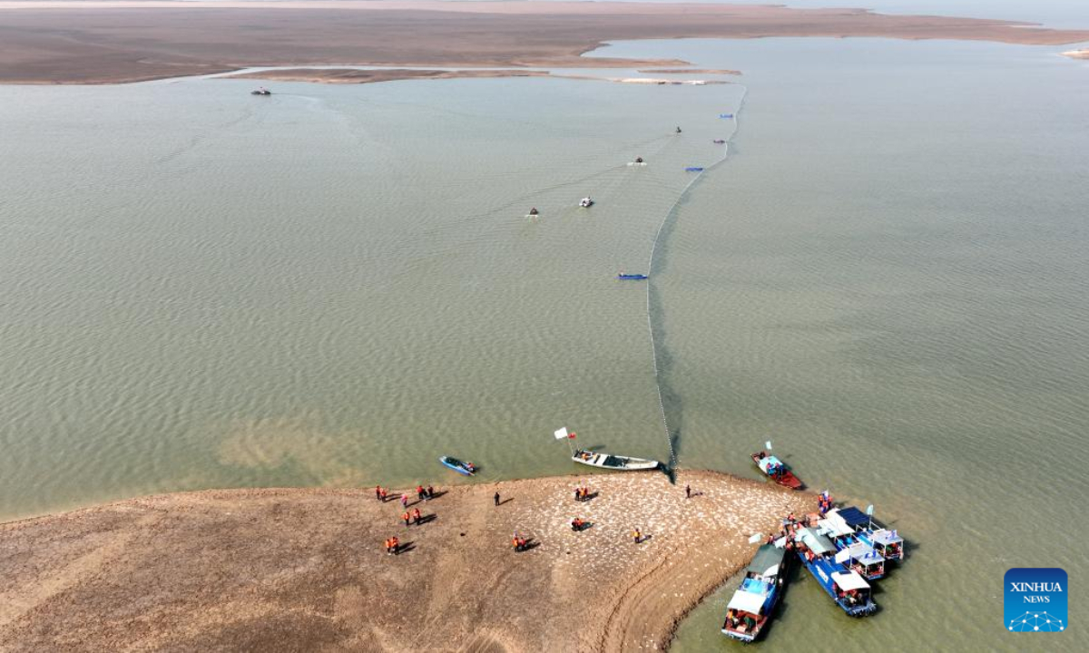 This aerial photo shows staff members carrying out a roundup of finless porpoises in Songmenshan area of Poyang Lake in east China's Jiangxi Province, Feb 15, 2023. Photo:Xinhua