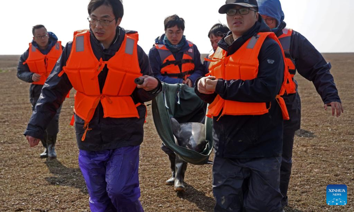 Staff members carry a finless porpoise which is to be transferred in Songmenshan area of Poyang Lake in east China's Jiangxi Province, Feb 15, 2023. Photo:Xinhua