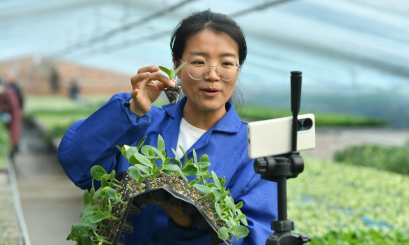 Zhang Shasha promotes seedlings via live streaming at a seedlings greenhouse in Suning County, north China's Hebei Province, Feb. 17, 2023. 33-year-old Zhang Shasha runs a specialized cooperative for vegetables based in Suning County, her hometown. She started this vegetables business together with her husband in 2015. Photo: Xinhua