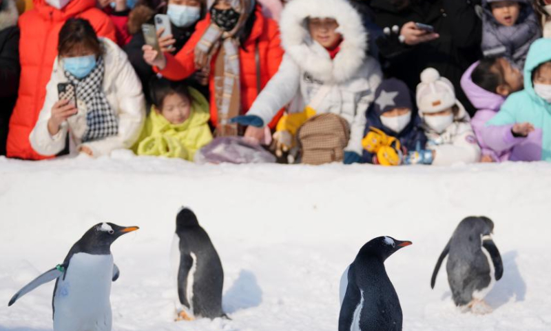 Penguins are seen at Harbin Polarland in Harbin, capital of northeast China's Heilongjiang Province, Feb. 12, 2023. Penguins have drawn great attention at Harbin Polarland during the city's best season for ice and snow tourism. Photo: Xinhua