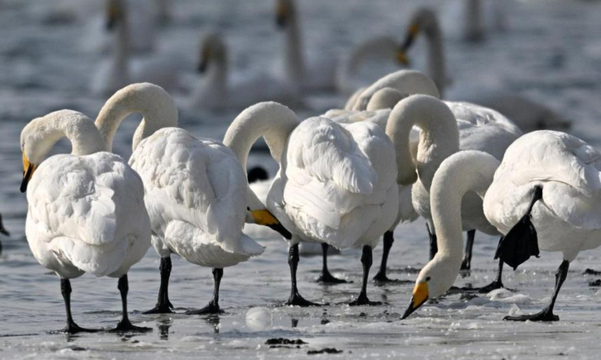 Swans play and rest on the Peacock River in Korla city, Northwest China's Xinjiang Uyghur Autonomous Region, Feb 2, 2023. Photo: China News Service 