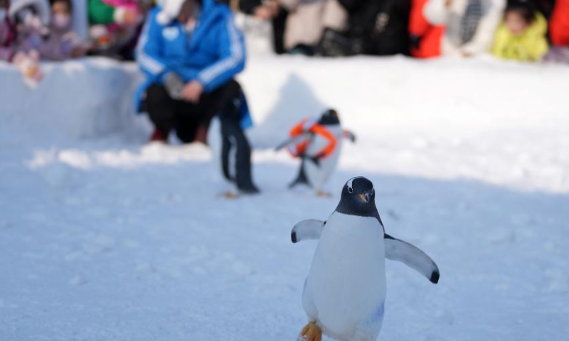 Penguins are seen at Harbin Polarland in Harbin, capital of northeast China's Heilongjiang Province, Feb. 12, 2023. Penguins have drawn great attention at Harbin Polarland during the city's best season for ice and snow tourism. Photo: Xinhua