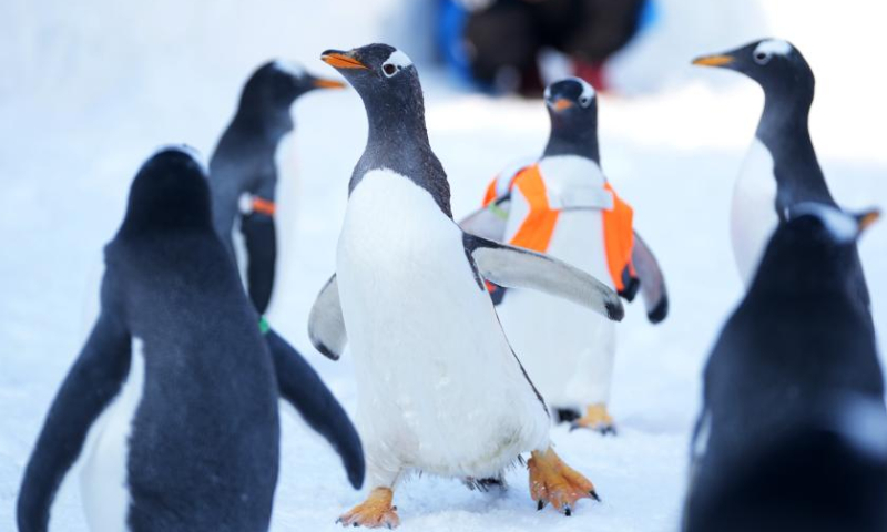 Penguins are seen at Harbin Polarland in Harbin, capital of northeast China's Heilongjiang Province, Feb. 12, 2023. Penguins have drawn great attention at Harbin Polarland during the city's best season for ice and snow tourism. Photo: Xinhua