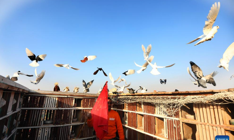 A pigeon fancier flies his pigeons on top of a building in Cairo, Egypt, Jan. 29, 2023. Photo: Xinhua