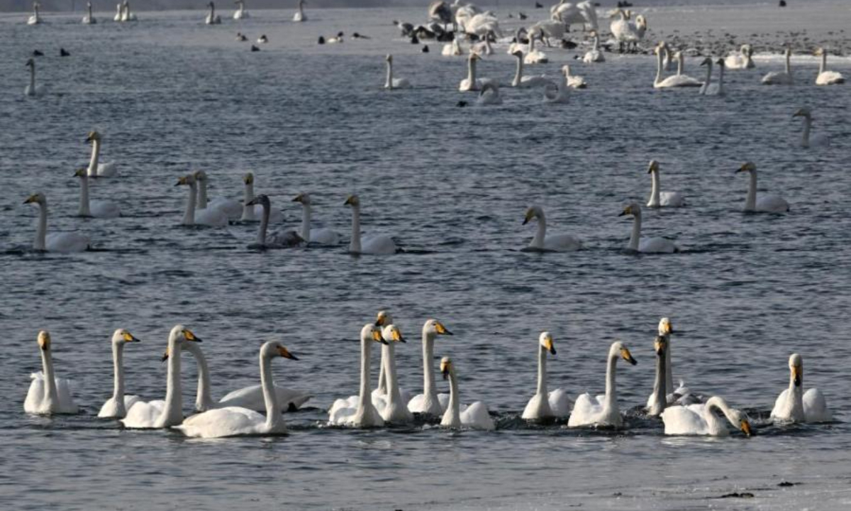 Swans play and rest on the Peacock River in Korla city, Northwest China's Xinjiang Uyghur Autonomous Region, Feb 2, 2023. Photo: China News Service 