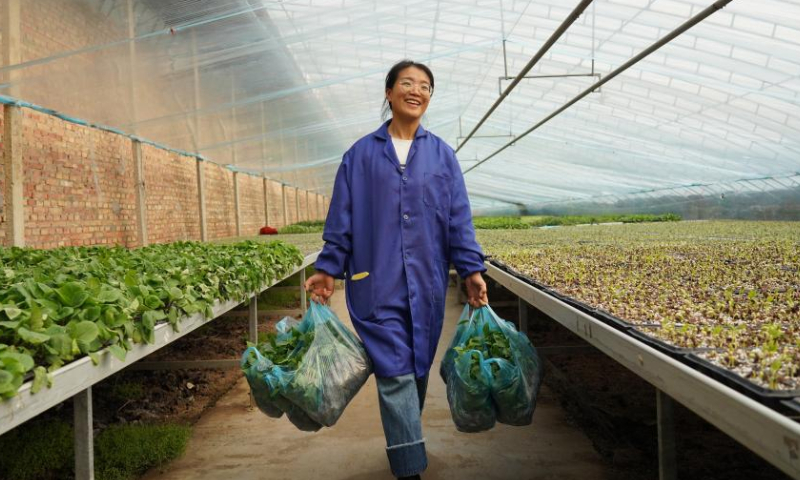 Zhang Shasha collects seedlings for sale at a seedlings greenhouse in Suning County, north China's Hebei Province, Feb. 17, 2023. 33-year-old Zhang Shasha runs a specialized cooperative for vegetables based in Suning County, her hometown. She started this vegetables business together with her husband in 2015. Photo: Xinhua