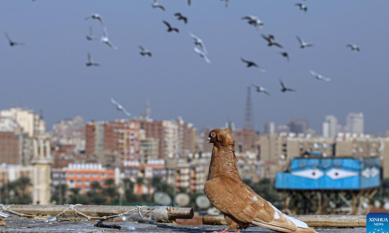 A pigeon is seen on top of a building in Cairo, Egypt, Jan. 29, 2023. Photo: Xinhua