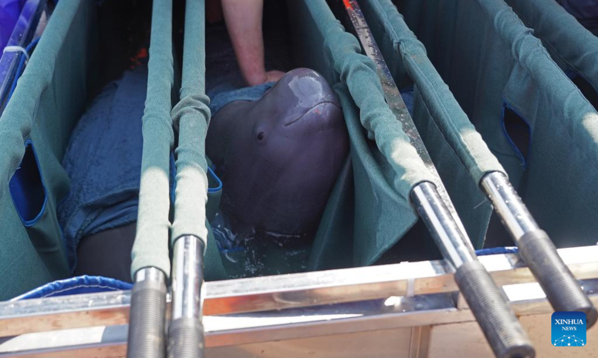 A finless porpoise to be transferred to Hukou County raises its head in Songmenshan area of Poyang Lake in east China's Jiangxi Province, Feb 15, 2023. Photo:Xinhua