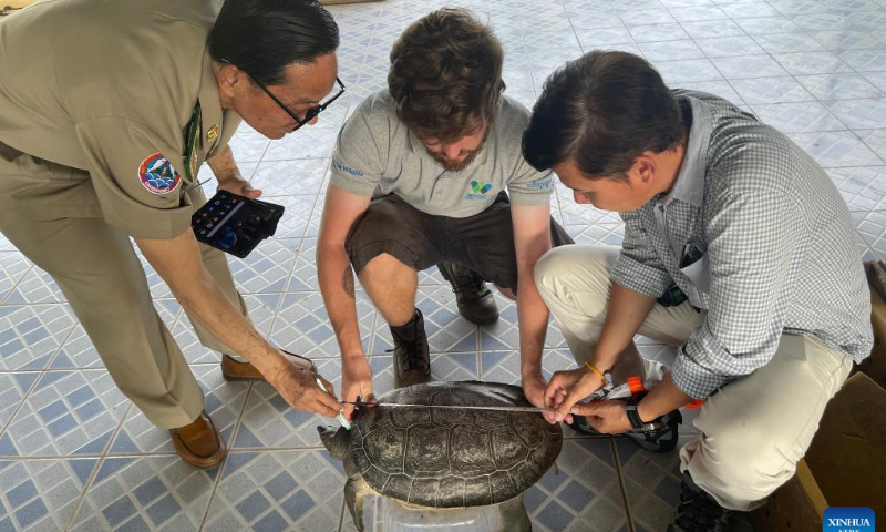 Conservationists measure a Royal Turtle in Kandal province, Cambodia on Feb. 16, 2023. The Wildlife Conservation Society (WCS) Cambodia and the Fisheries Administration have handed over 15 nearly-extinct Royal Turtles to a research institute for biological study and breeding, a conservationist said on Saturday. Photo: Xinhua