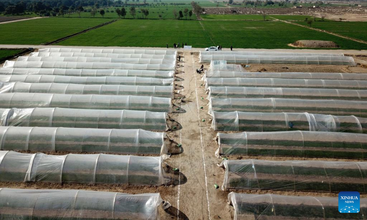 This aerial photo taken on Jan 16, 2023 shows a chili nursery of the Pakistan-China red chili project in Multan, Pakistan. Photo:Xinhua