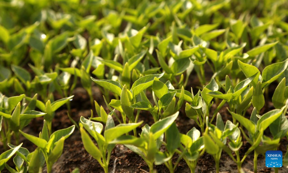 This photo taken on Jan 16, 2023 shows chili plants in a greenhouse of the Pakistan-China red chili project in Multan, Pakistan. Photo:Xinhua