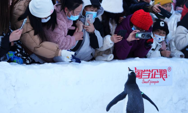 Penguins are seen at Harbin Polarland in Harbin, capital of northeast China's Heilongjiang Province, Feb. 12, 2023. Penguins have drawn great attention at Harbin Polarland during the city's best season for ice and snow tourism. Photo: Xinhua