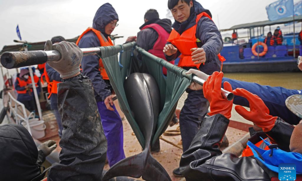 Staff members carry a finless porpoise to conduct physical examination in Songmenshan area of Poyang Lake in east China's Jiangxi Province, Feb 14, 2023. Photo:Xinhua