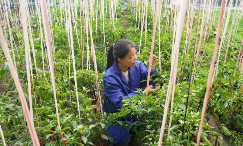 Zhang Shasha checks on vegetable growth at a trial planting greenhouse in Suning County, north China's Hebei Province, Feb. 17, 2023. 33-year-old Zhang Shasha runs a specialized cooperative for vegetables based in Suning County, her hometown. She started this vegetables business together with her husband in 2015. Photo: Xinhua