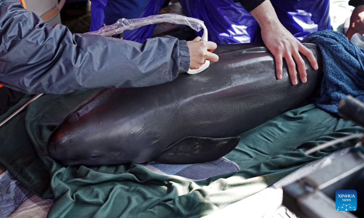 Researchers conduct physical examination for a finless porpoise in Songmenshan area of Poyang Lake in east China's Jiangxi Province, Feb 15, 2023. Photo:Xinhua