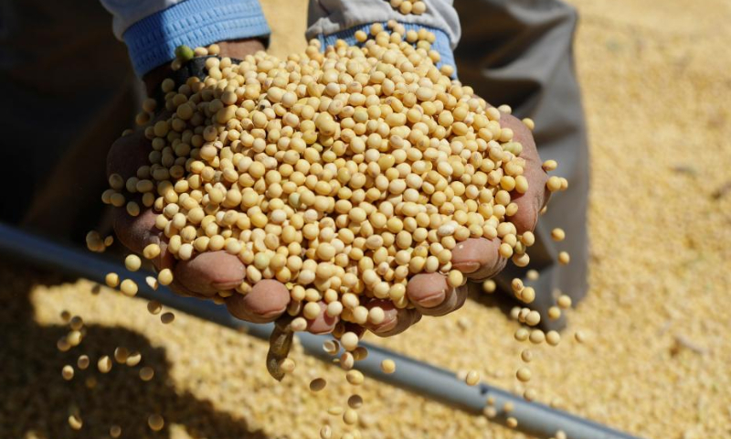 A farmer displays harvested soybeans at the Nativa farm near Brasilia, Brazil, Feb. 11, 2023. Photo: Xinhua