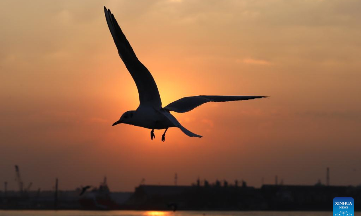 A gull flies over the Suez Canal at sunset in Port Said, Egypt, on Jan 5, 2023. Photo:Xinhua