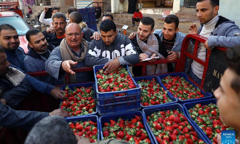 People buy strawberries at a market in Qalyubia Governorate, Egypt, Jan. 12, 2023. Egypt has entered the winter harvest season of strawberry.(Photo: Xinhua)