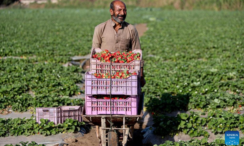 A man carries baskets of newly-harvested strawberries in a field in Qalyubia Governorate, Egypt, Jan. 12, 2023. Egypt has entered the winter harvest season of strawberry.(Photo: Xinhua)