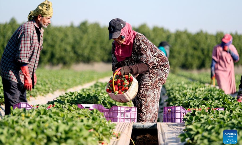 People harvest strawberries in a field in Qalyubia Governorate, Egypt, Jan. 12, 2023. Egypt has entered the winter harvest season of strawberry.(Photo: Xinhua)