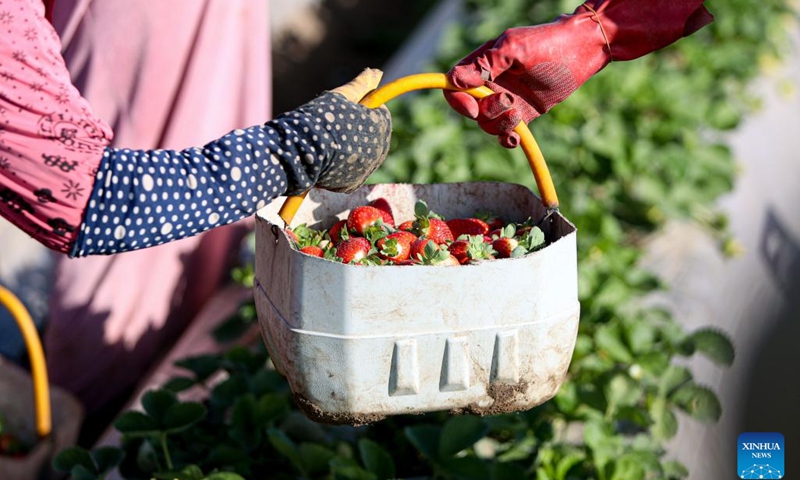 People harvest strawberries in a field in Qalyubia Governorate, Egypt, Jan. 12, 2023. Egypt has entered the winter harvest season of strawberry.(Photo: Xinhua)