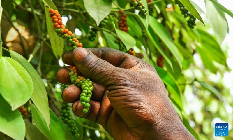 A man picks pepper fruits at a plantation in Njombe-Penja sub-division of Littoral Region, Cameroon, Jan. 13, 2023. The penja white pepper produced in Cameroon's Littoral Region is world-renowned that is now in its harvest season. Plantation workers pick mature pepper fruits, soak them into water and ferment them, then remove the flesh to get white pepper seeds, which can be sold or processed after drying.(Photo: Xinhua)