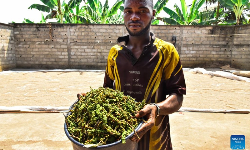 A man displays freshly picked pepper fruits in Njombe-Penja sub-division of Littoral Region, Cameroon, Jan. 13, 2023. The penja white pepper produced in Cameroon's Littoral Region is world-renowned that is now in its harvest season. Plantation workers pick mature pepper fruits, soak them into water and ferment them, then remove the flesh to get white pepper seeds, which can be sold or processed after drying.(Photo: Xinhua)