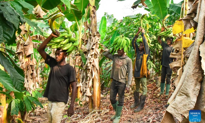 People transport harvested plantains in a plantation in Njombe-Penja sub-division of Littoral Region, Cameroon, Jan. 14, 2023. Abundant in volcanic soil, heat and water resources, the Njombe-Penja sub-division nurtures plenty of plantations where plantains can be harvested all year round.(Photo: Xinhua)