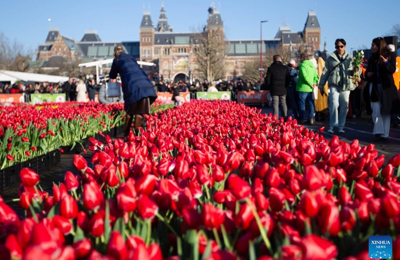 Neatly arranged tulips are seen on the Museum Square in Amsterdam, the Netherlands, Jan. 21, 2023. The Dutch celebrated the National Tulip Day on Saturday, which is traditionally marked on the third Saturday of the year. (Photo by Sylvia Lederer/Xinhua)