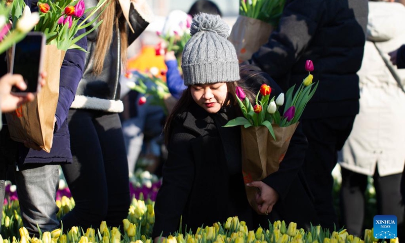 A woman holds a bunch of tulips at a picking garden on the Museum Square in Amsterdam, the Netherlands, Jan. 21, 2023. The Dutch celebrated the National Tulip Day on Saturday, which is traditionally marked on the third Saturday of the year. (Photo by Sylvia Lederer/Xinhua)