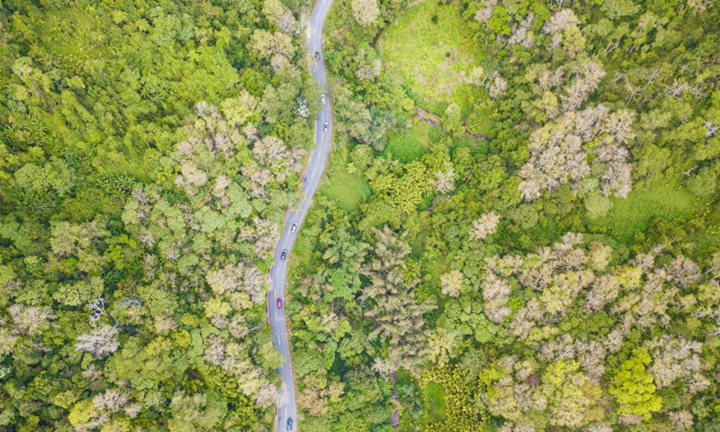 This aerial photo taken on Jan. 26, 2023 shows the Wuzhishan section of the Hainan Tropical Rainforest National Park in Wuzhishan City, south China's Hainan Province.(Photo: Xinhua)