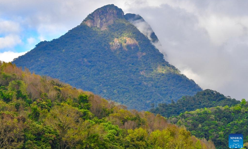 This photo taken on Jan. 26, 2023 shows the Wuzhishan section of the Hainan Tropical Rainforest National Park in Wuzhishan City, south China's Hainan Province.(Photo: Xinhua)