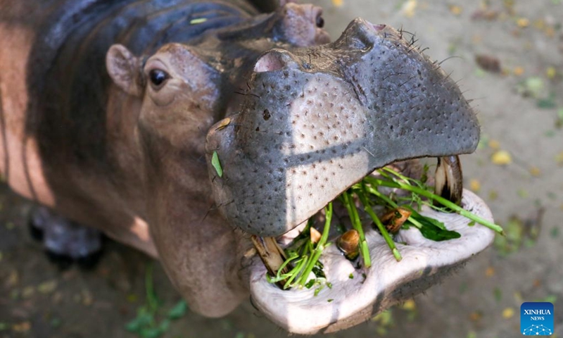 A hippopotamus is seen at the Zoological Gardens in Yangon, Myanmar, Jan. 28, 2023.(Photo: Xinhua)