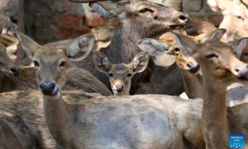 Eld's deers are seen at the Zoological Gardens in Yangon, Myanmar, Jan. 28, 2023.(Photo: Xinhua)