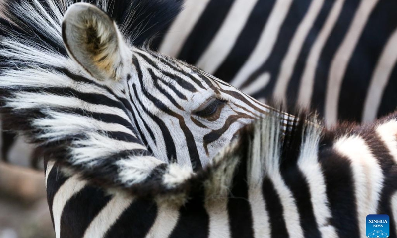 A plains zebra is seen at the Zoological Gardens in Yangon, Myanmar, Jan. 28, 2023.(Photo: Xinhua)