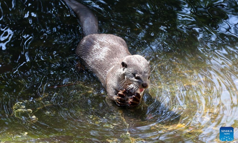 A smooth-coated otter is seen at the Zoological Gardens in Yangon, Myanmar, Jan. 28, 2023.(Photo: Xinhua)