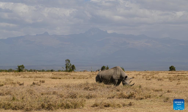 A black rhino is seen at Ol Pejeta Conservancy in Laikipia County, Kenya, Feb. 4, 2023.(Photo: Xinhua)