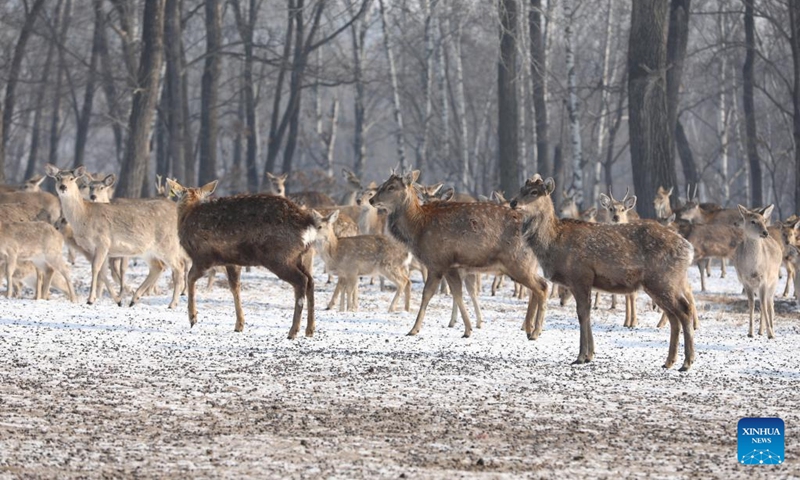 Sika deer forage in Pingshan Royal Deer Park in Harbin, northeast China's Heilongjiang Province, Feb. 4, 2023. Pingshan Royal Deer Park, located in Pingshan Township of Harbin, covers an area of 462 hectares. Currently, there are more than 1,000 sika deer and red deer in this park. (Xinhua/Zhang Tao)