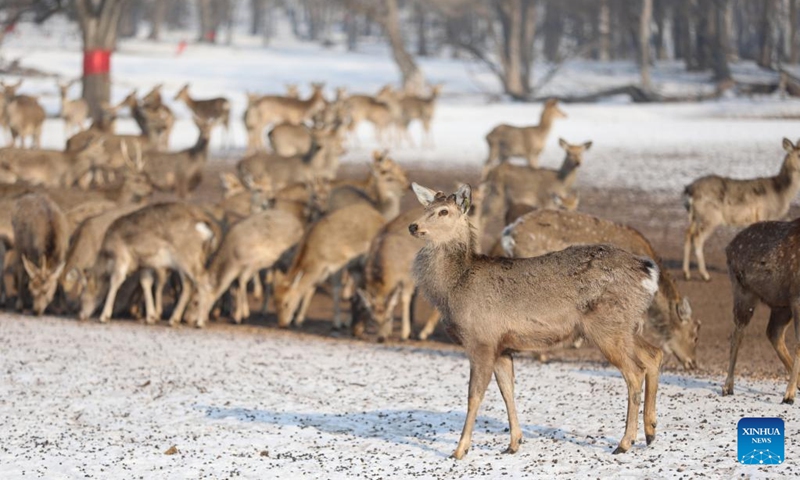 Sika deer forage in Pingshan Royal Deer Park in Harbin, northeast China's Heilongjiang Province, Feb. 4, 2023. Pingshan Royal Deer Park, located in Pingshan Township of Harbin, covers an area of 462 hectares. Currently, there are more than 1,000 sika deer and red deer in this park. (Xinhua/Zhang Tao)