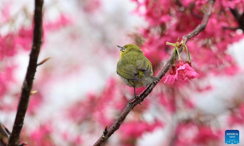 This photo taken on Feb. 4, 2023 shows a white-eye bird perching on a cherry tree in a tea garden in Xiang'an District of Xiamen, southeast China's Fujian Province. (Photo by Zeng Demeng/Xinhua)