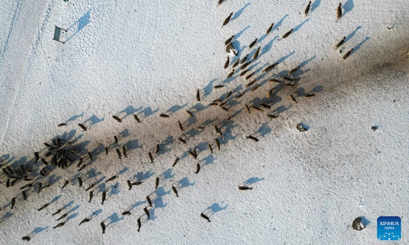 This aerial photo taken on Feb. 4, 2023 shows sika deer foraging in Pingshan Royal Deer Park in Harbin, northeast China's Heilongjiang Province. Pingshan Royal Deer Park, located in Pingshan Township of Harbin, covers an area of 462 hectares. Currently, there are more than 1,000 sika deer and red deer in this park. (Xinhua/Zhang Tao)