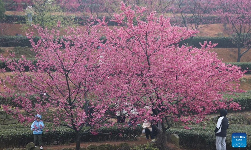 Tourists view cherry blossoms in a tea garden in Xiang'an District of Xiamen, southeast China's Fujian Province, on Feb. 4, 2023. (Photo by Zeng Demeng/Xinhua)