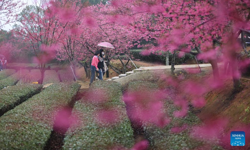 Tourists view cherry blossoms in a tea garden in Xiang'an District of Xiamen, southeast China's Fujian Province, on Feb. 4, 2023. (Photo by Zeng Demeng/Xinhua)