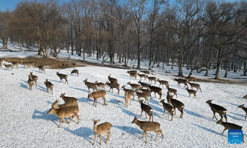 This aerial photo taken on Feb. 4, 2023 shows sika deer foraging in Pingshan Royal Deer Park in Harbin, northeast China's Heilongjiang Province. Pingshan Royal Deer Park, located in Pingshan Township of Harbin, covers an area of 462 hectares. Currently, there are more than 1,000 sika deer and red deer in this park. (Xinhua/Zhang Tao)