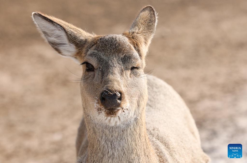 This photo taken on Feb. 4, 2023 shows a sika deer in Pingshan Royal Deer Park in Harbin, northeast China's Heilongjiang Province. Pingshan Royal Deer Park, located in Pingshan Township of Harbin, covers an area of 462 hectares. Currently, there are more than 1,000 sika deer and red deer in this park. (Xinhua/Zhang Tao)