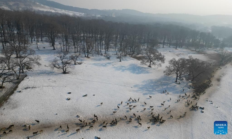 This aerial photo taken on Feb. 4, 2023 shows sika deer foraging in Pingshan Royal Deer Park in Harbin, northeast China's Heilongjiang Province. Pingshan Royal Deer Park, located in Pingshan Township of Harbin, covers an area of 462 hectares. Currently, there are more than 1,000 sika deer and red deer in this park. (Xinhua/Zhang Tao)