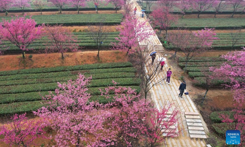 This aerial photo taken on Feb. 4, 2023 shows tourists viewing cherry blossoms in a tea garden in Xiang'an District of Xiamen, southeast China's Fujian Province. (Photo by Zeng Demeng/Xinhua)